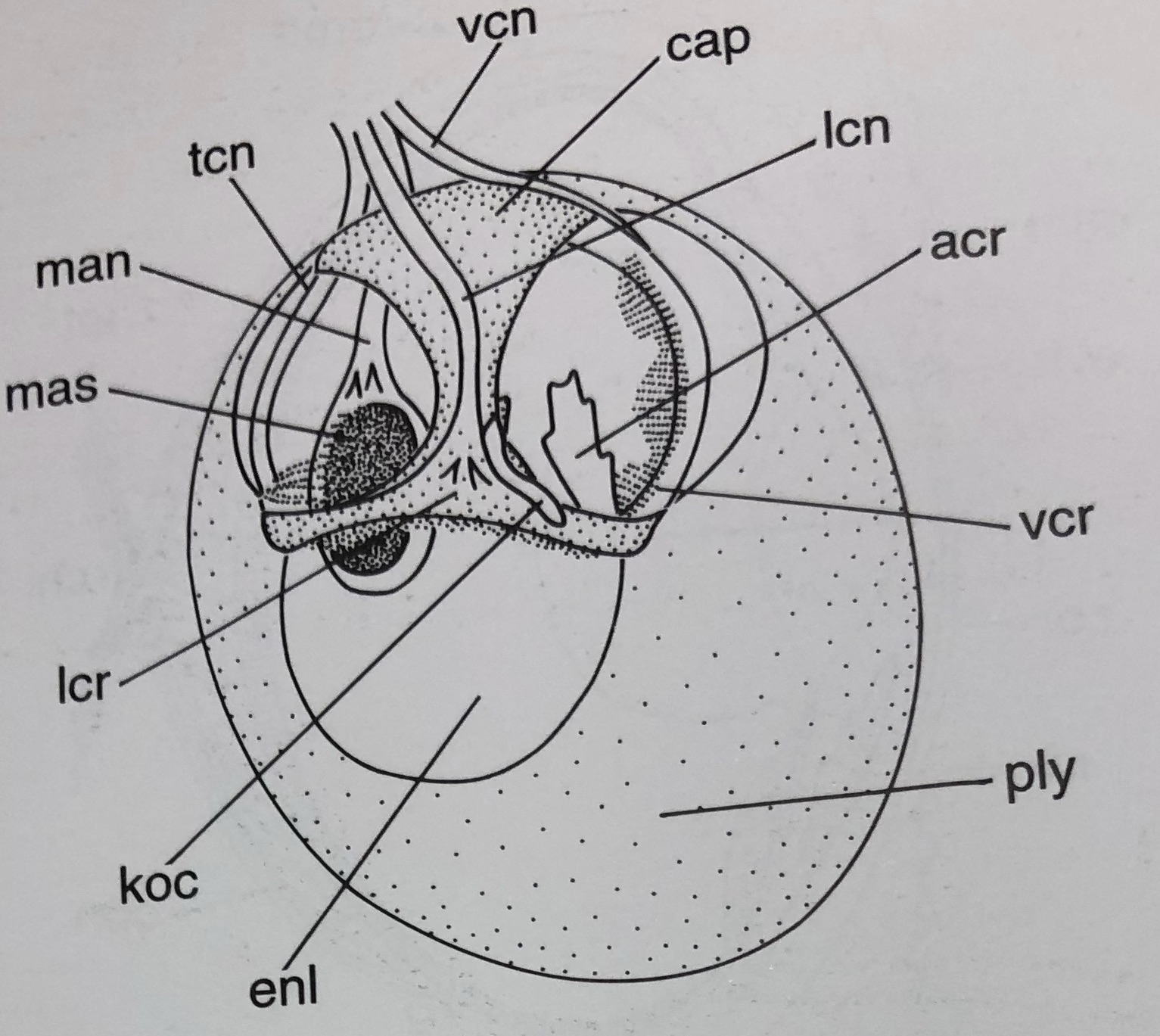 figure image